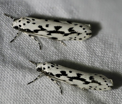 Candidella observed 2026-09-26