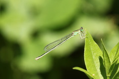 Ischnura intermedia