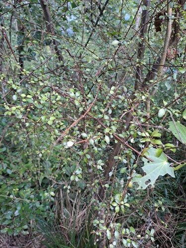 Coprosma rigida observed 2026-09-28