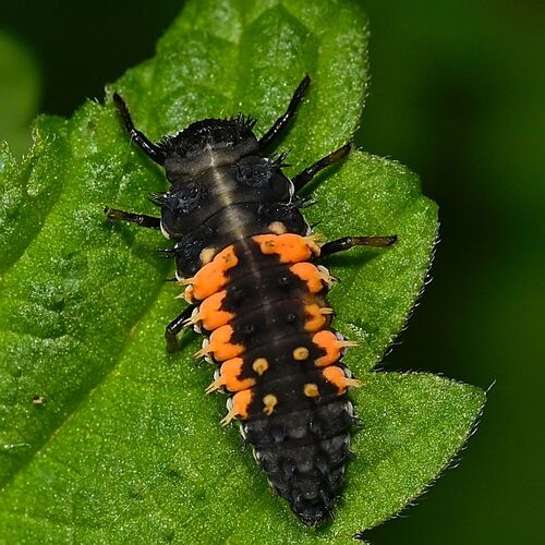 Asian Lady Beetle