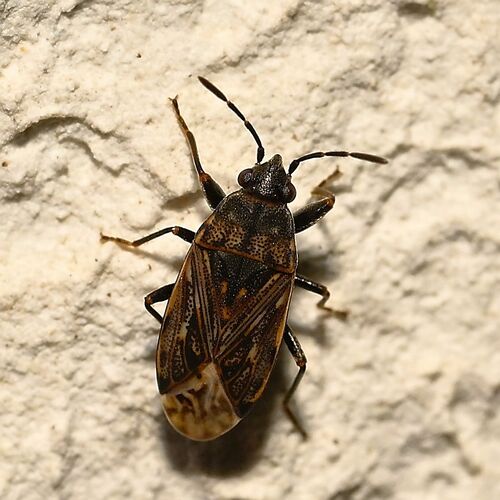 Peritrechus nubilus