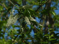 Prunus serotina