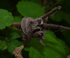 Insecta