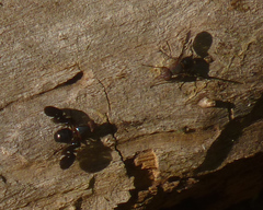 Delphinia picta