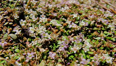 Glossostigma elatinoides
