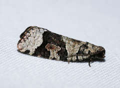 Meritastis