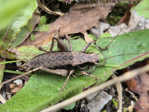 Dark Bush-cricket