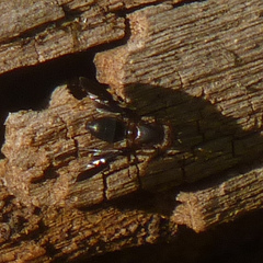 Delphinia picta