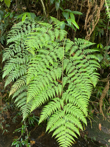 Calochlaena straminea observed 2026-09-28