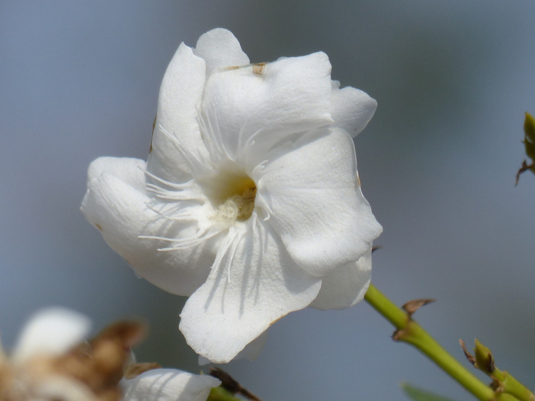 Nerium oleander L.