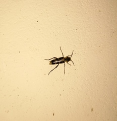 Xylotrechus subscutellatus