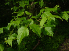 Acer negundo