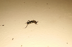 Xylotrechus subscutellatus