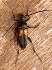 Typocerus lunulatus