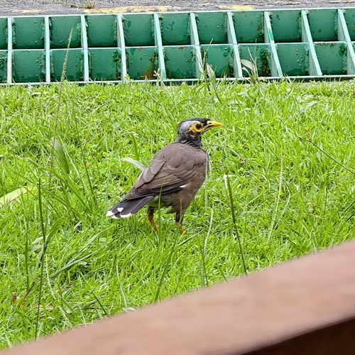 Common Myna