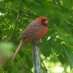 Cardinalis cardinalis