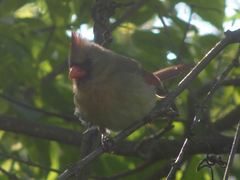 Cardinalis cardinalis