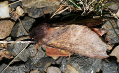 Oxycanus