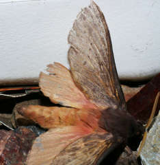 Oxycanus