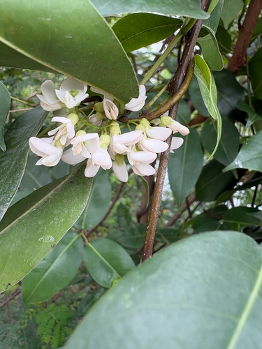 Derris trifoliata observed 2026-09-28