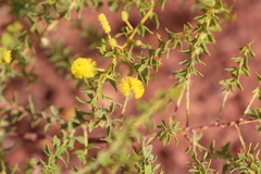 Acacia wickhamii