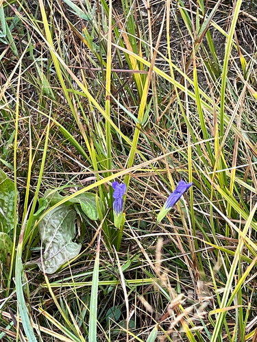 Gentianopsis thermalis observed 2026-09-17