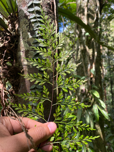 Asplenium laserpitiifolium observed 2026-09-28
