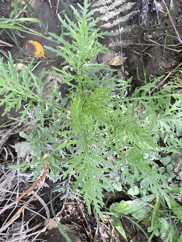 Senecio bipinnatisectus observed 2026-09-28