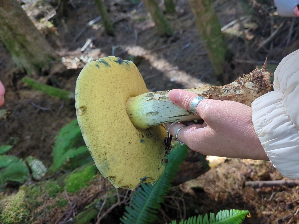 Dark Bitter Bolete · September 2026 · photo: Photo: (c) Alexis Tinker-Tsavalas, some rights reserved (CC BY) · iNaturalist