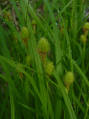 Carex squarrosa