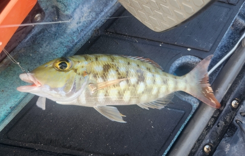 Lethrinus rubrioperculatus observed 2026-09-26