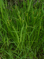 Carex squarrosa