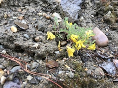 Corydalis aurea aurea