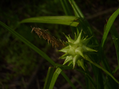 Carex grayi
