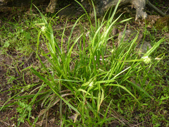 Carex grayi