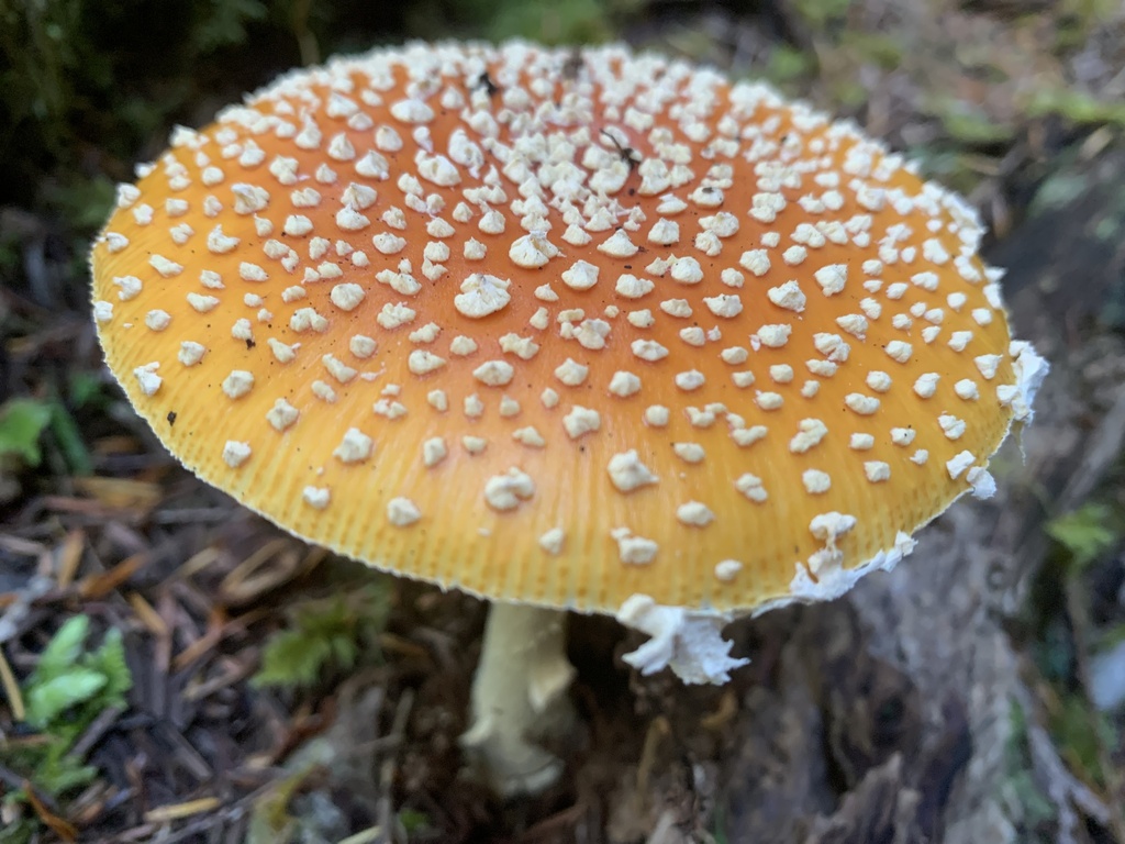 Fly Agaric · September 2026 · photo: Photo: no rights reserved · iNaturalist