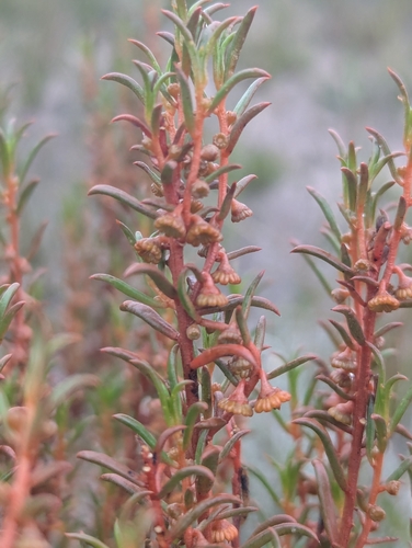 Gyrostemon australasicus observed 2026-09-26
