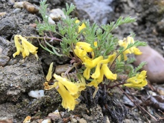 Corydalis aurea aurea