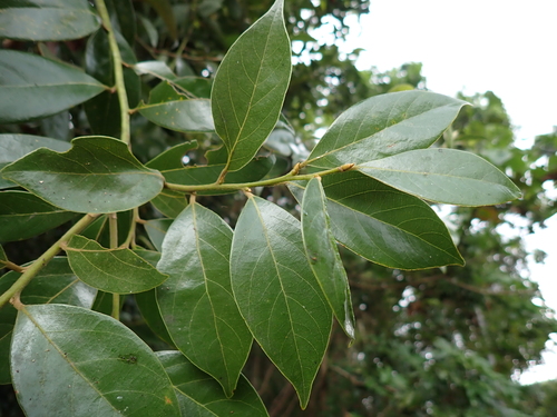Lindera communis observed 2026-09-22