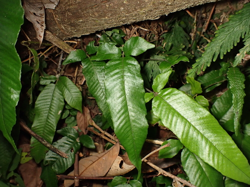 Grypothrix triphylla observed 2026-09-22