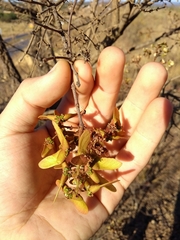 Heteropterys byrsonimifolia