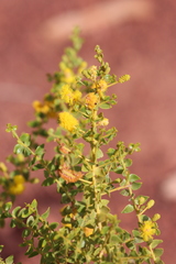 Acacia wickhamii