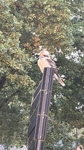 Laughing Kookaburra