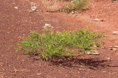 Acacia wickhamii