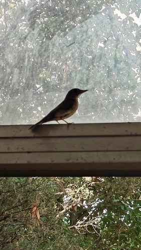 Brown-chested Jungle Flycatcher