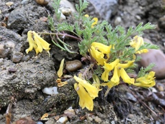 Corydalis aurea aurea