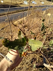 Heteropterys byrsonimifolia