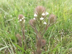 Castilleja tenuis