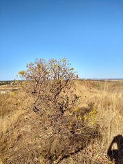 Heteropterys byrsonimifolia