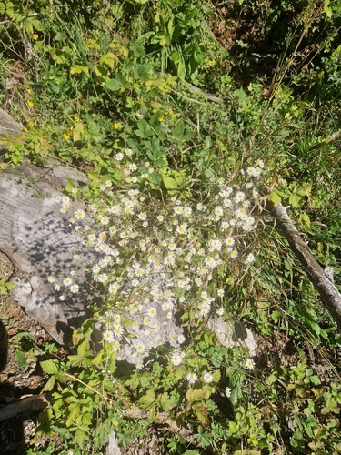 annual fleabane